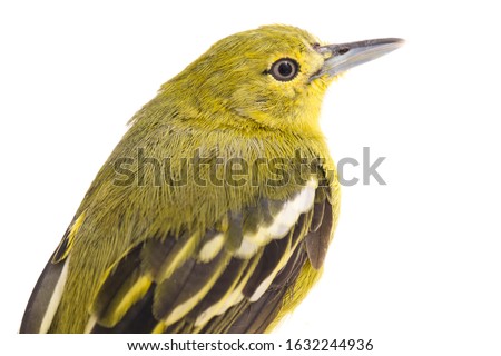 Similar – Beautiful yellow and grey canary