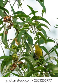 Common Iora,Breeding adult males are black above and rich yellow below with white wingbars.The most commonly heard is the whistle “twiii tuiii twiiii.” Apart from this, it utters variable “chirrs”. - Shutterstock ID 2203256977