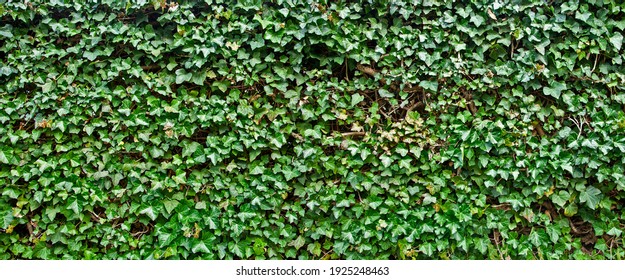 Common ivy. Abstract green leaves natural wall. foliage plant background. Hedge wall of green leaves. Web banner texture.