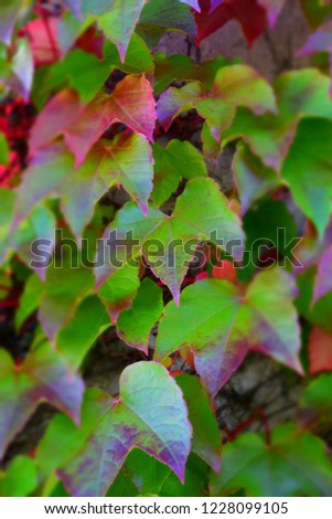 Similar – Foto Bild Die Blätter im Herbst werden gelb.