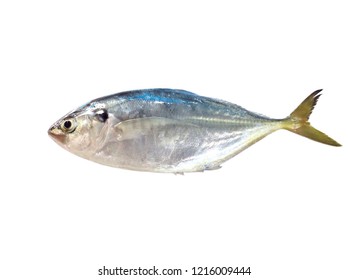 Common Jack Fish Isolated On White