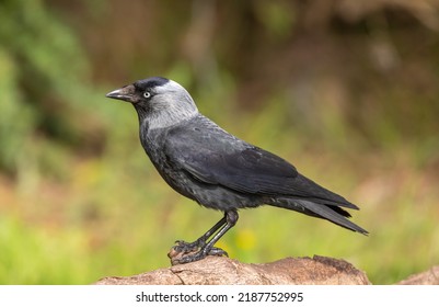 Common Jackdaw With Piercing Eyes