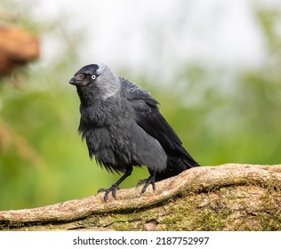 Common Jackdaw With Piercing Eyes