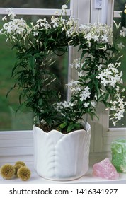 Common Jasmine In Pot Near A Window