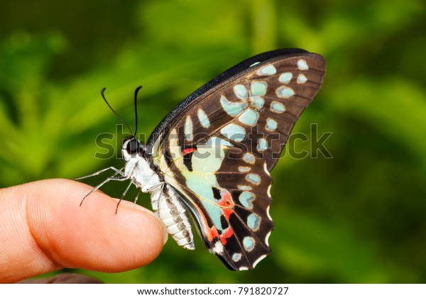 unmounted butterfly GRAPHIUM DOSON GYNDES 