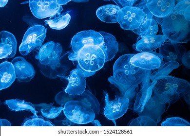 Ulmaridae Images, Stock Photos & Vectors | Shutterstock