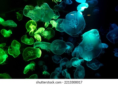 Common jellyfish in aquarium lit by blue light, Colorful Jellyfish underwater. Jellyfish moving in water.