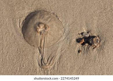 Common jellyfish Aurelia aurita (moon jellyfish, moon jelly or saucer jelly) on a beach and handful of stones in wet sand, view from above.