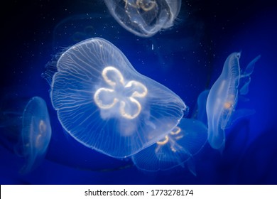 Common jellyfish, Aurelia aurita, underwater close-up view