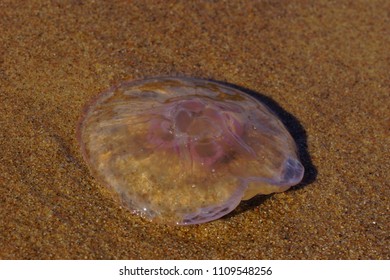 Common jellyfish in The Baltic Sea.