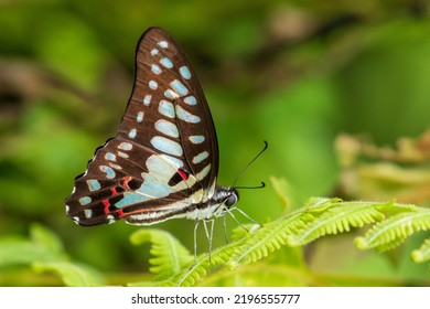 Common Joy Or Graphium Doson