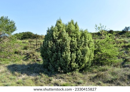 Common juniper (Juniperus communis) with blue sky.     