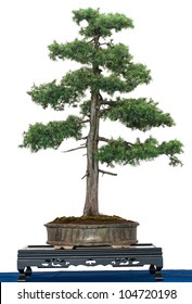 Common Juniper (Juniperus Communis) As Bonsai Tree Is White Isolated