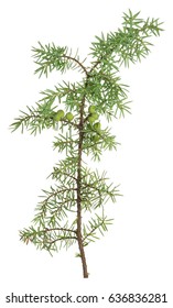 Common Juniper, Juniperus Communis Twig Isolated On White Background