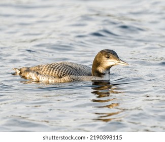 Common Juvenile Loon Swimming In Its Environment And Habitat Surrounding, Displaying Its Growing Up Stage Feather Plumage. 