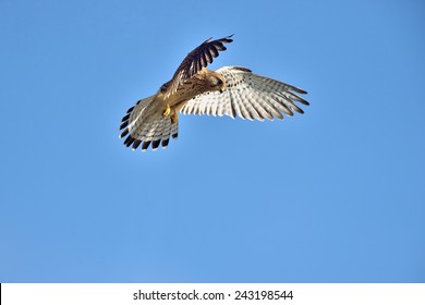 Common Kestrel