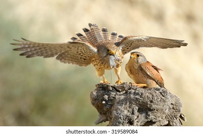 Common Kestrel