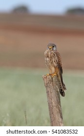 Common kestrel