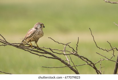 Common Kestrel