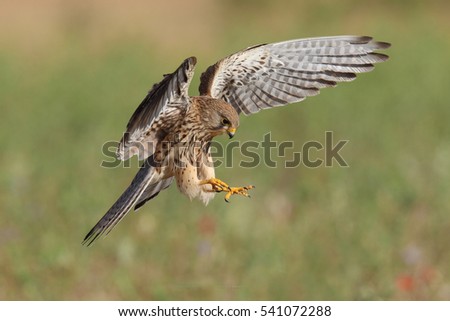 Similar – Awesome bird of prey in flight