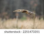 Common kestrel (Falco tinnunculus) is a bird of prey species belonging to the kestrel group of the falcon family Falconidae.