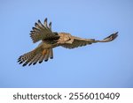 Common Kestrel, falco tinnunculus, bird of prey hunting in flight