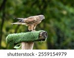 Common kestrel, Falco tinnunculus is a bird of prey species belonging to the kestrel group of the falcon family Falconidae.