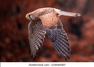 Common kestrel (Falco tinnunculus) is a bird of prey species belonging to the kestrel group of the falcon family Falconidae. Also known as the European kestrel, Eurasian kestrel.