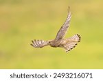 Common Kestrel (Falco tinnunculus) Female Bird Flying against Bright Background. Small Raptor in Extremadura, Spain. Wildlife Scene of Nature in Europe.