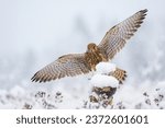 The Common Kestrel (Falco tinnunculus)  flies in a snow winter blizzard. 