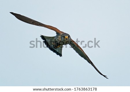 Similar – Awesome bird of prey in flight