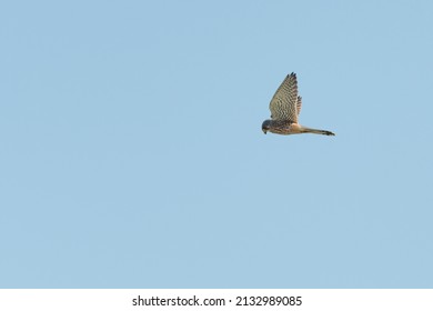 Common kestrel (Falco tinnunculus) hovering while hunting for food. UK bird of prey in flight, Norfolk, England.