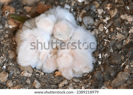 Common Kestrel, Falco tinnunculus, little bird of prey. Kestrel nest top view. Resting chicks.