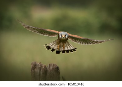 Common Kestrel (Falco tinnunculus). The male bird with his grey head on his final approach to his chosen perch, the post in the foreground.