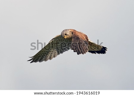 Similar – Awesome bird of prey in flight