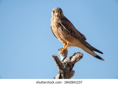 Common kestrel (Falco tinnunculus) on its perch