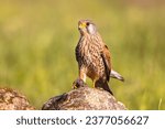 Common Kestrel (Falco tinnunculus) Perched on Stone while Eating Mouse against Bright Background. Small Raptor in Extremadura, Spain. Wildlife Scene of Nature in Europe.