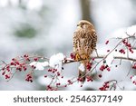 Common kestrel (Falco tinnunculus) perched on a branch with snow ready to hunt.  Snow cold freeze weather with raptor in Czech republic