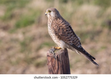 Common kestrel (Falco tinnunculus) in the polder of Eemnes (the Netherlands)