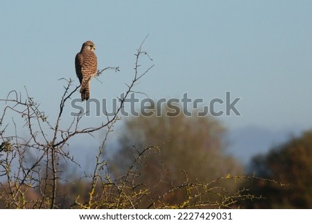 The common kestrel (Falco tinnunculus) resting on a thin branch of a small leafless bush in a French rural,countryside in autumn. Bird of prey from behind turns its head towards the photographer