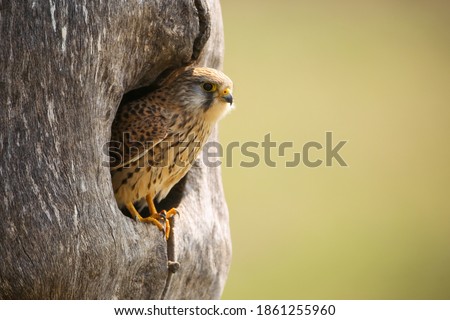 Common kestrel, falco tinnunculus, sitting in nest in springtime nature. Female bird of prey looking from hole in wooden trunk. Striped feathered animal peeking out of the tree.