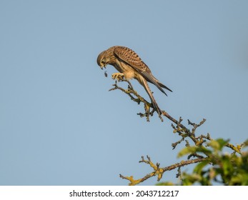 Common Kestrel (Falco tinnunculus) throws up