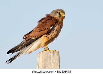 Common Kestrel (Falco tinnunculus),European kestrel, Eurasian kestrel