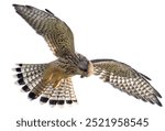 common kestrel falcon isolated on white background.