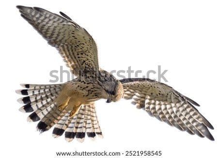 common kestrel falcon isolated on white background.