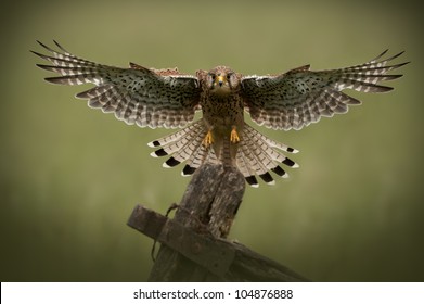 Common Kestrel in flight A female Common Kestrel (Falco tinnunculus) coming in to land on an old wooden gate.