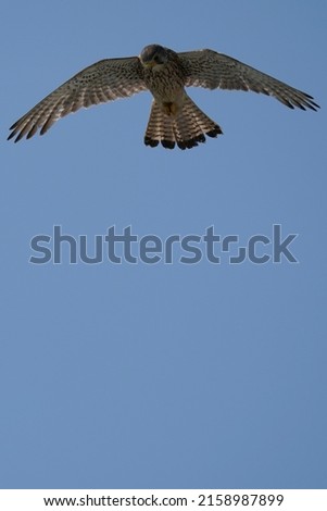 Similar – white-tailed eagle Hunting