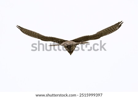 Similar – Awesome bird of prey in flight