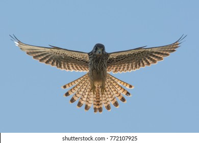 Common Kestrel Hover