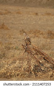 Common Kestrel In Little Rann Of Kutch Gujarat